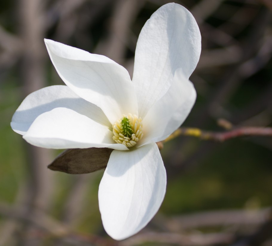 Магнолии кобус