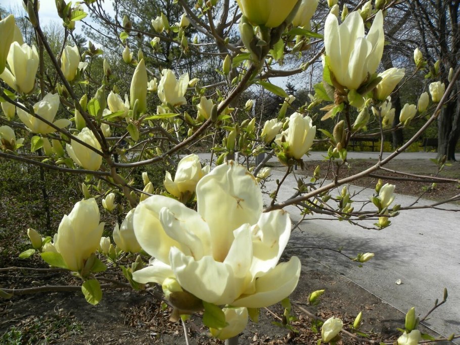 Магнолия элизабет