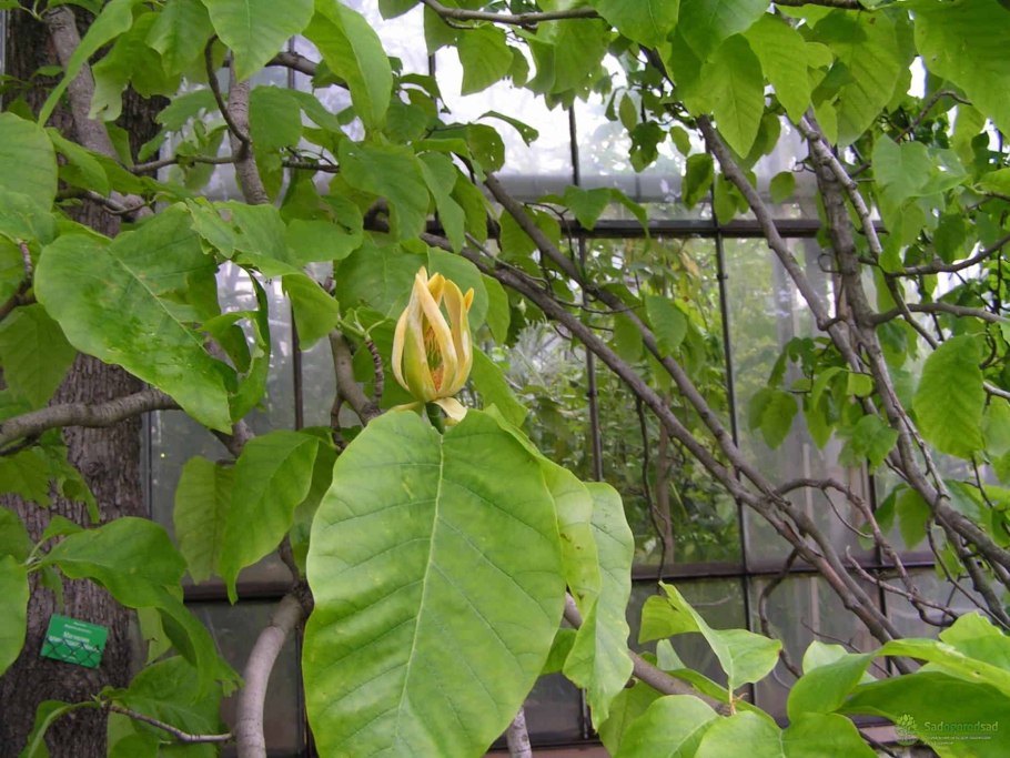 Магнолия обратнояйцевидная (Magnolia obovata)