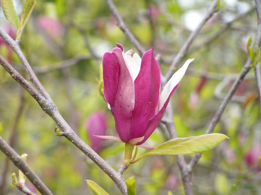 Магнолия Блю опал