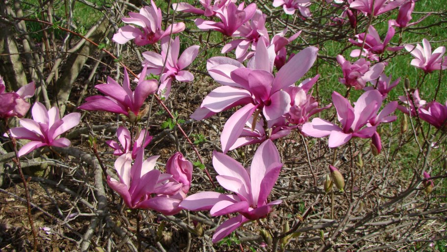 Магнолия гибридная бетти