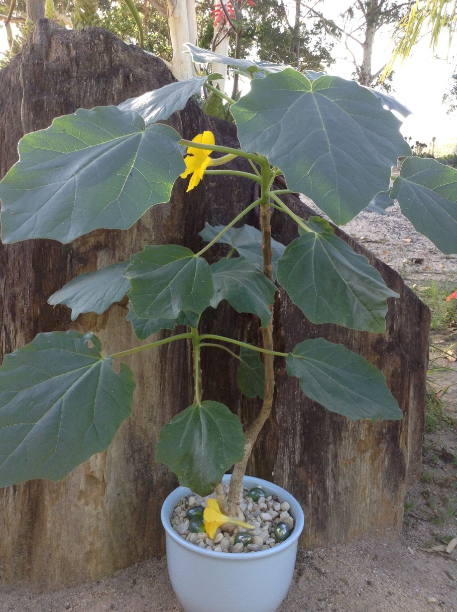 Ункарина Леандри