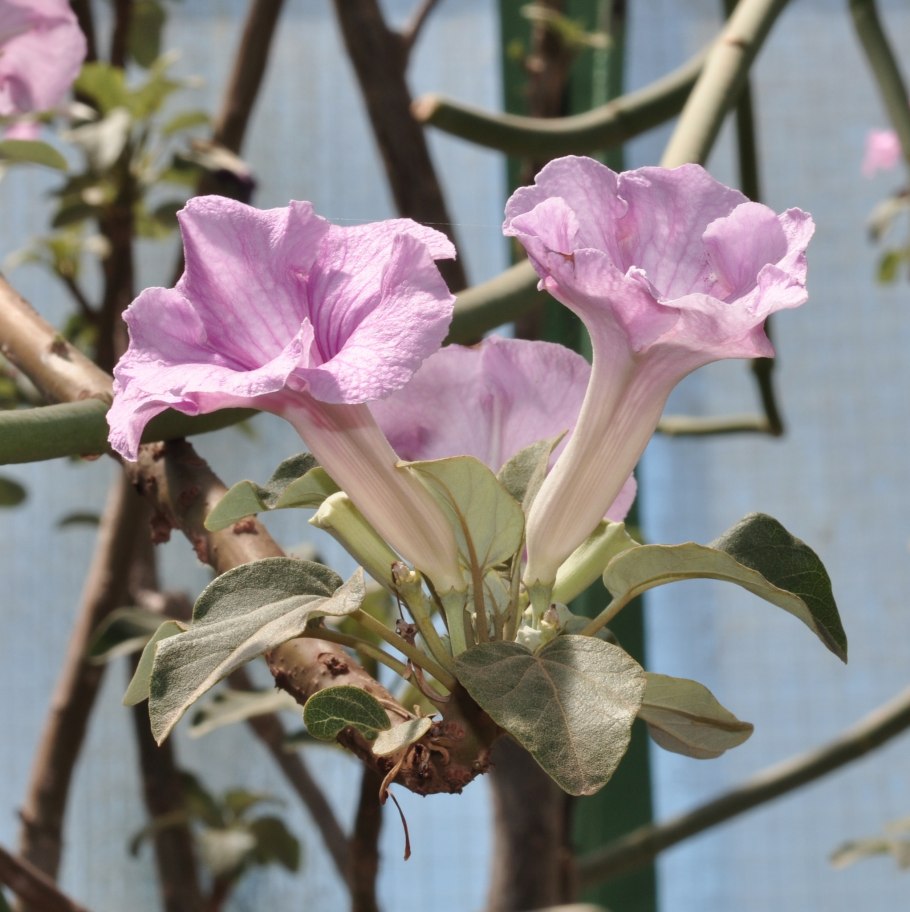 Ункарина Грандидье