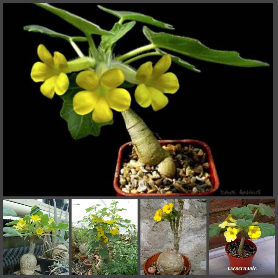 Ункарина роеслиана (Uncarina roeoesliana)