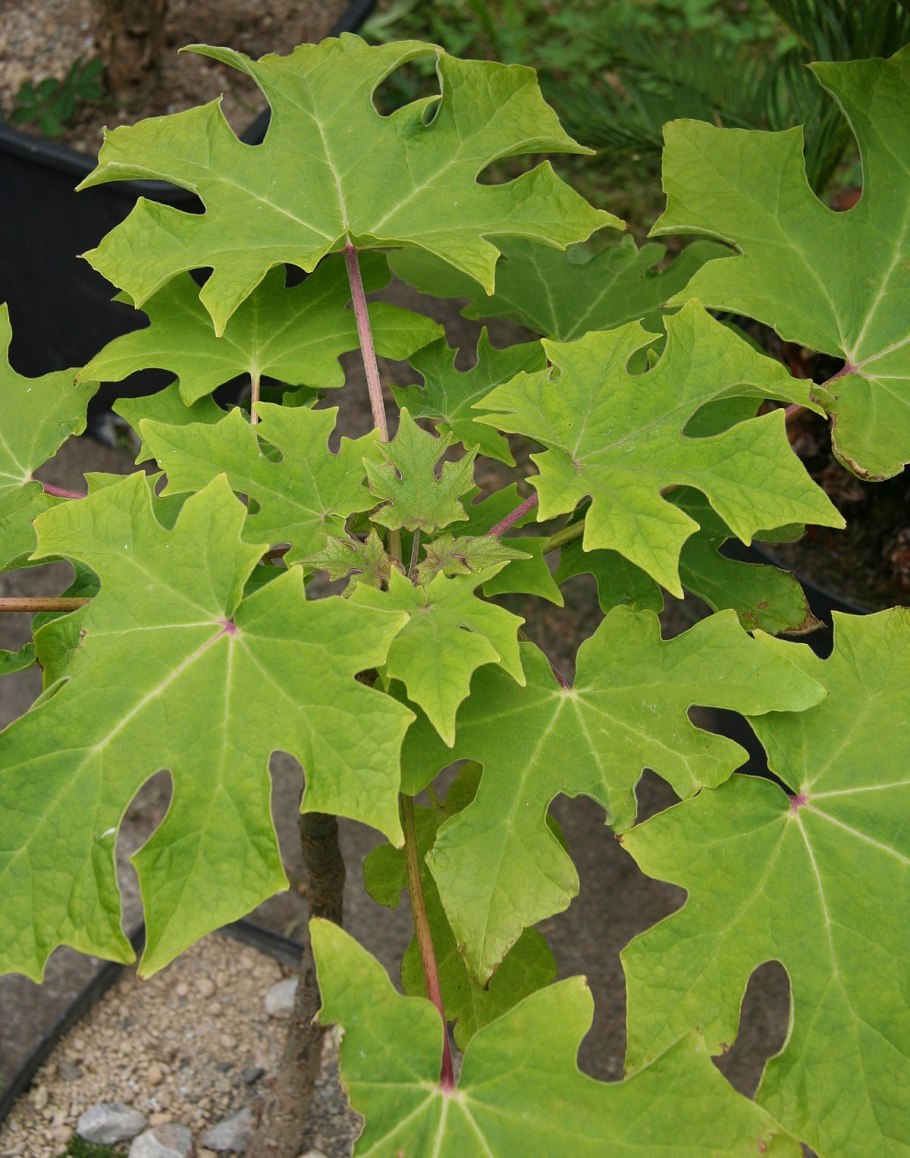 Ункарина цветок