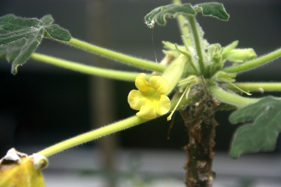 Ункарина стеллулифера