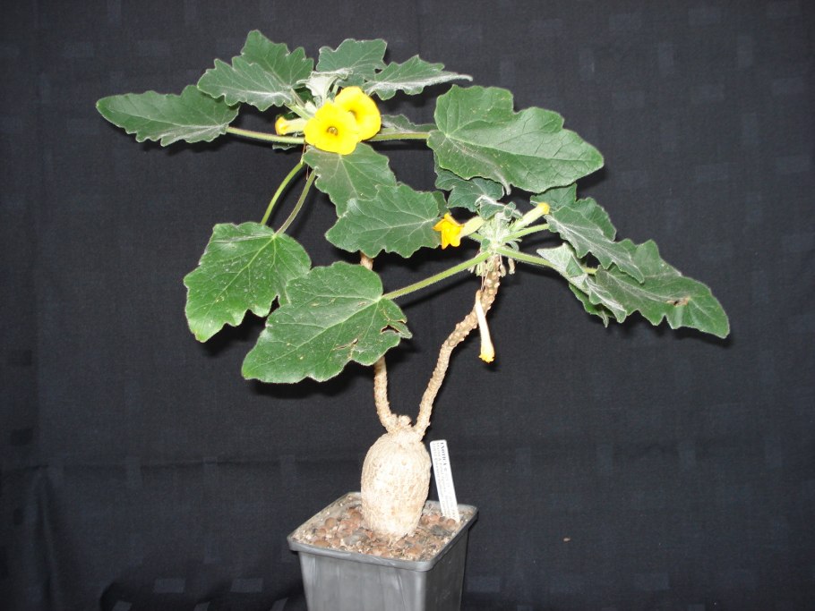 Ункарина пельтата