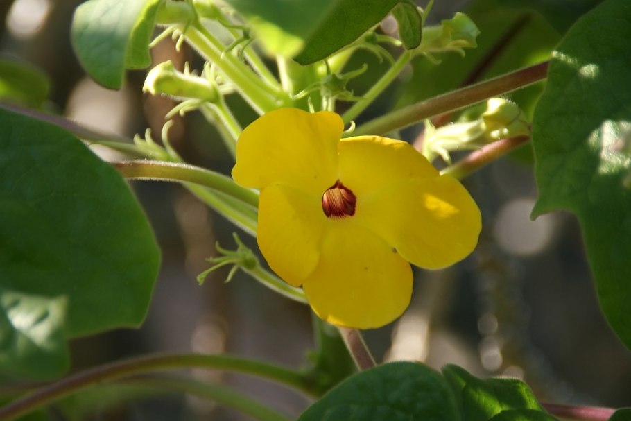 Ункарина Грандидье