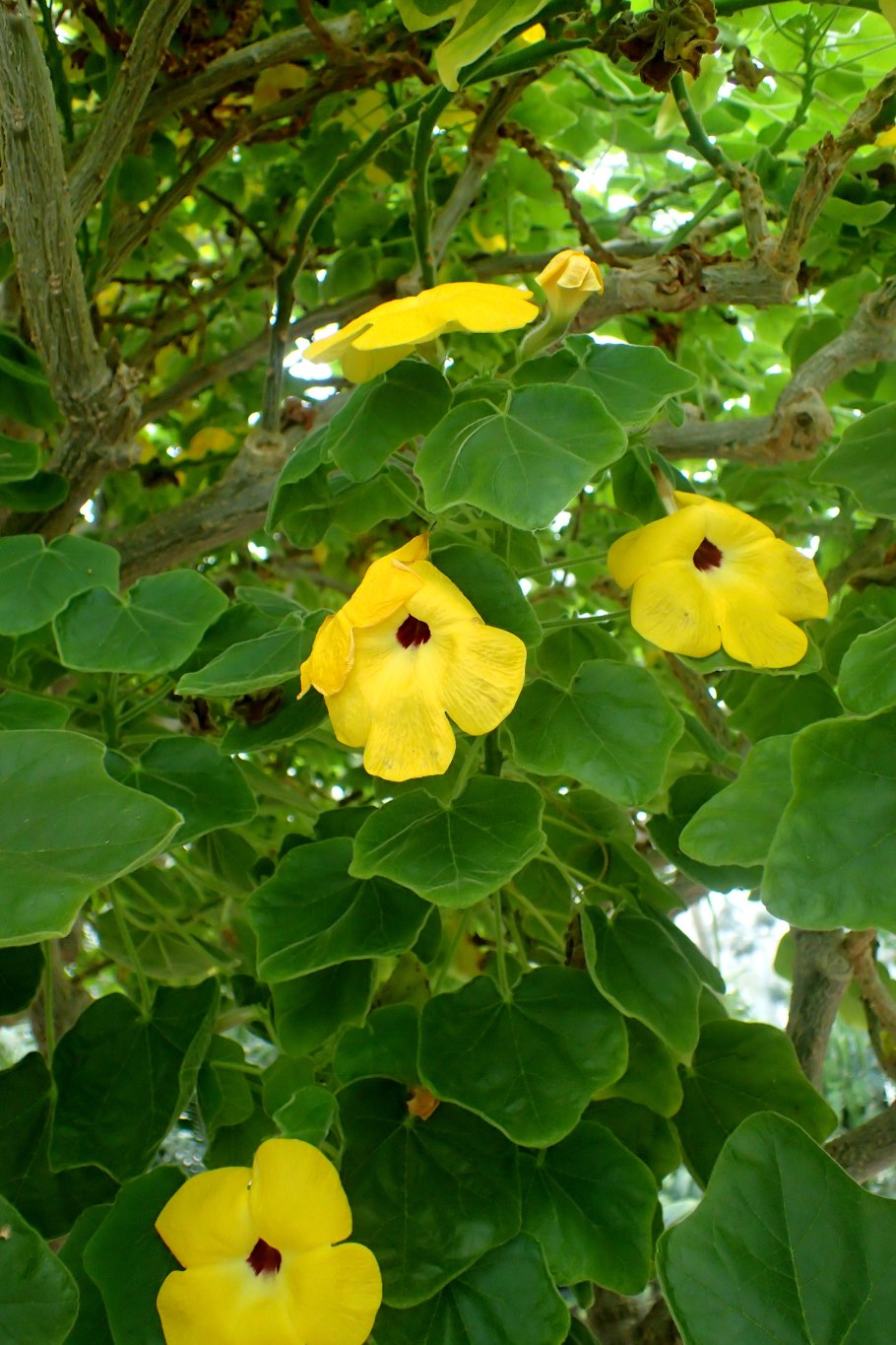 Комнатный вяз мелколистный