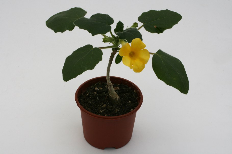 Uncarina grandidieri