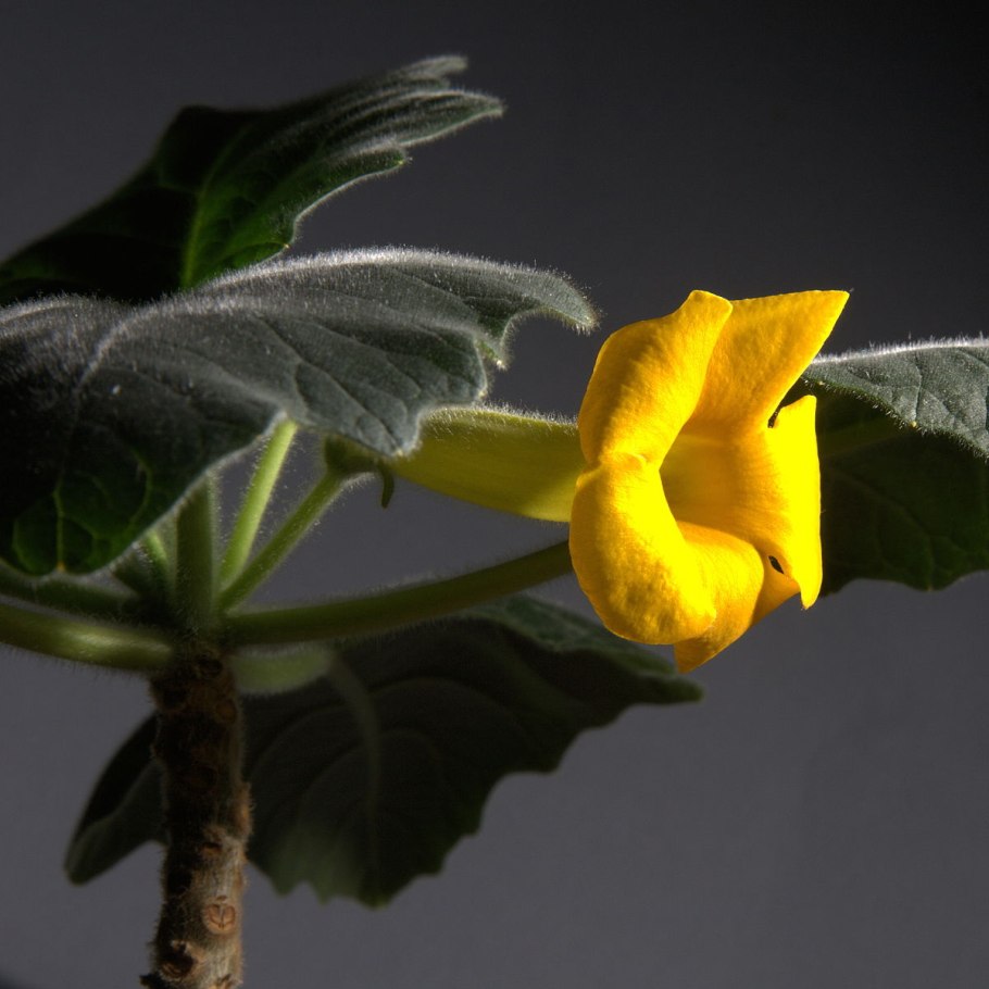 Ункарина пересадка