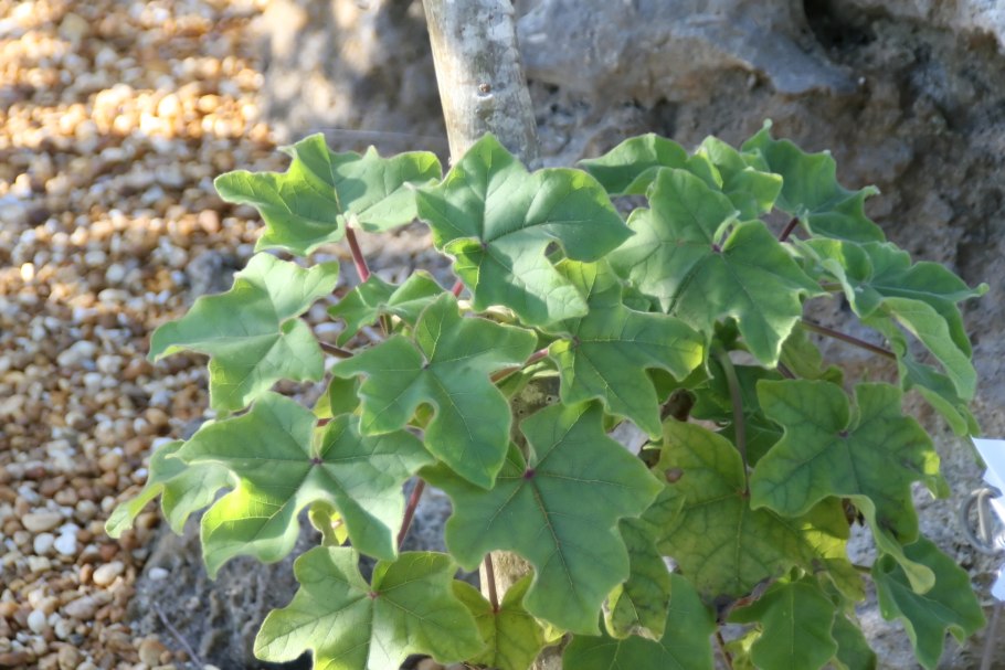 Uncarina grandidieri