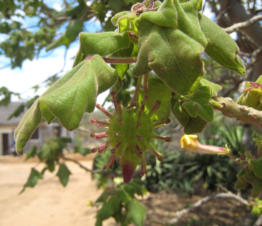 Liquidambar styraciflua