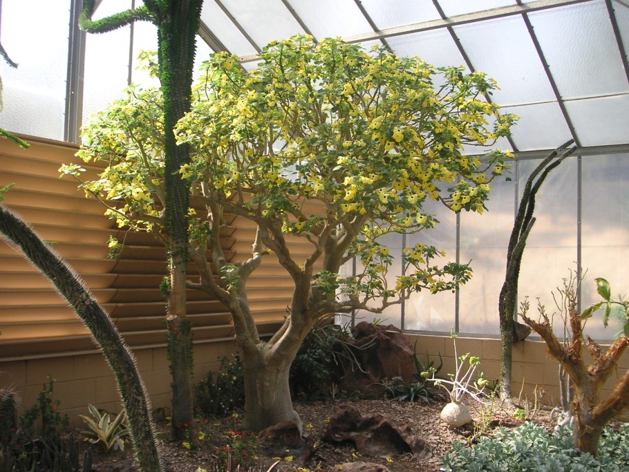 Uncarina roeoesliana