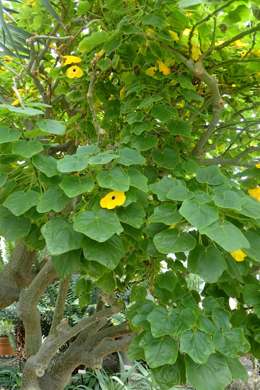 Uncarina roeoesliana всходы