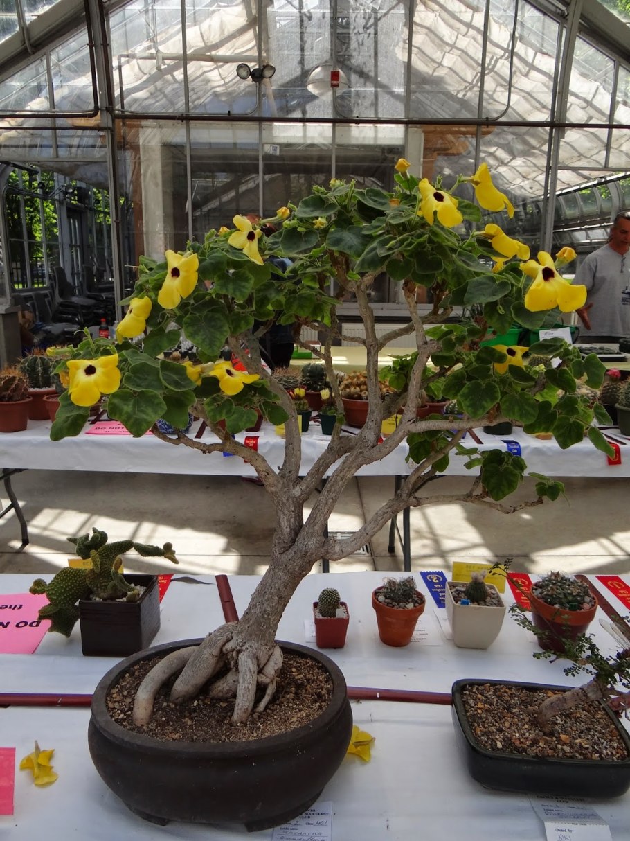 Ункарина растение