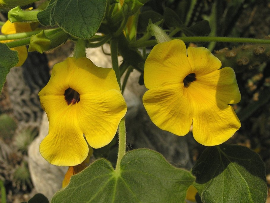 Nаngi растения