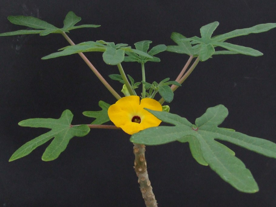 Uncarina stellufiera