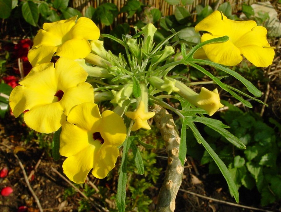 Ункарина растение