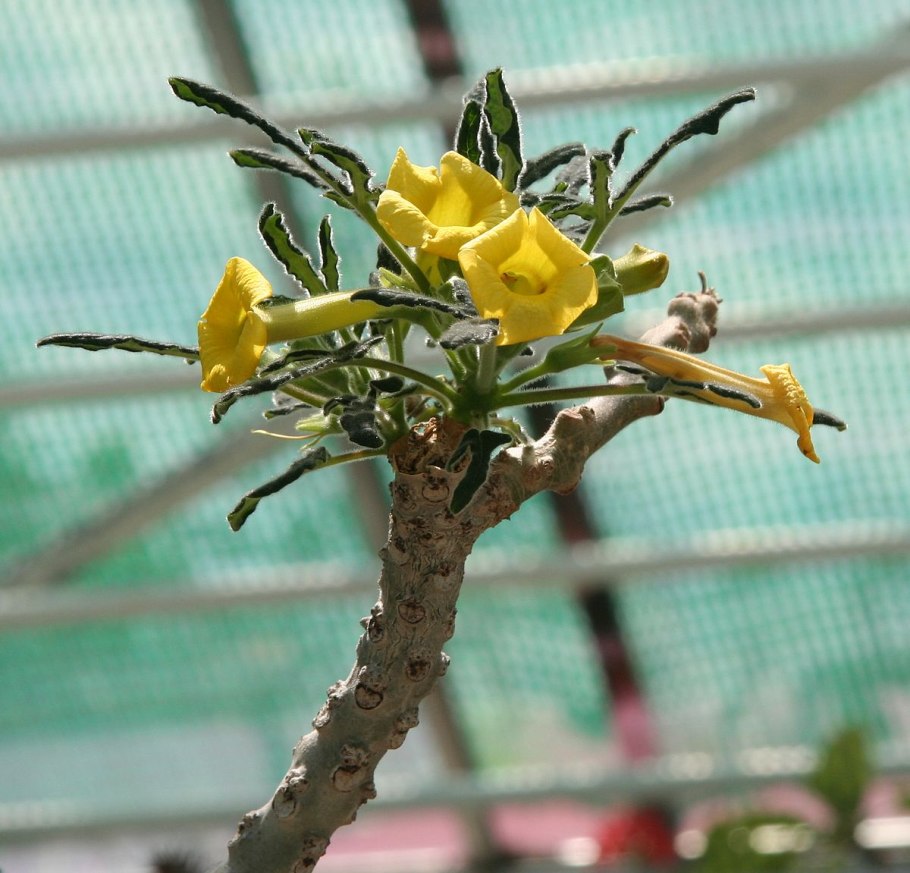 Ункарина роеслиана