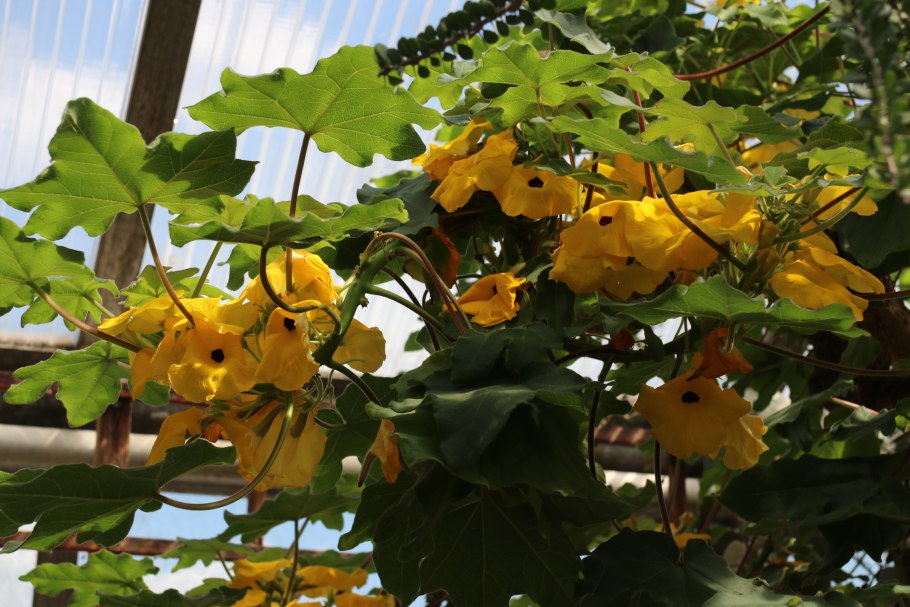 Ункарина роеслиана