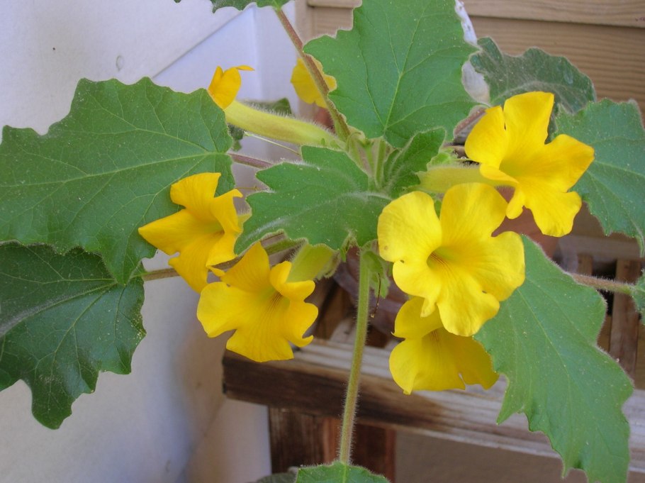 Uncarina stellulifera