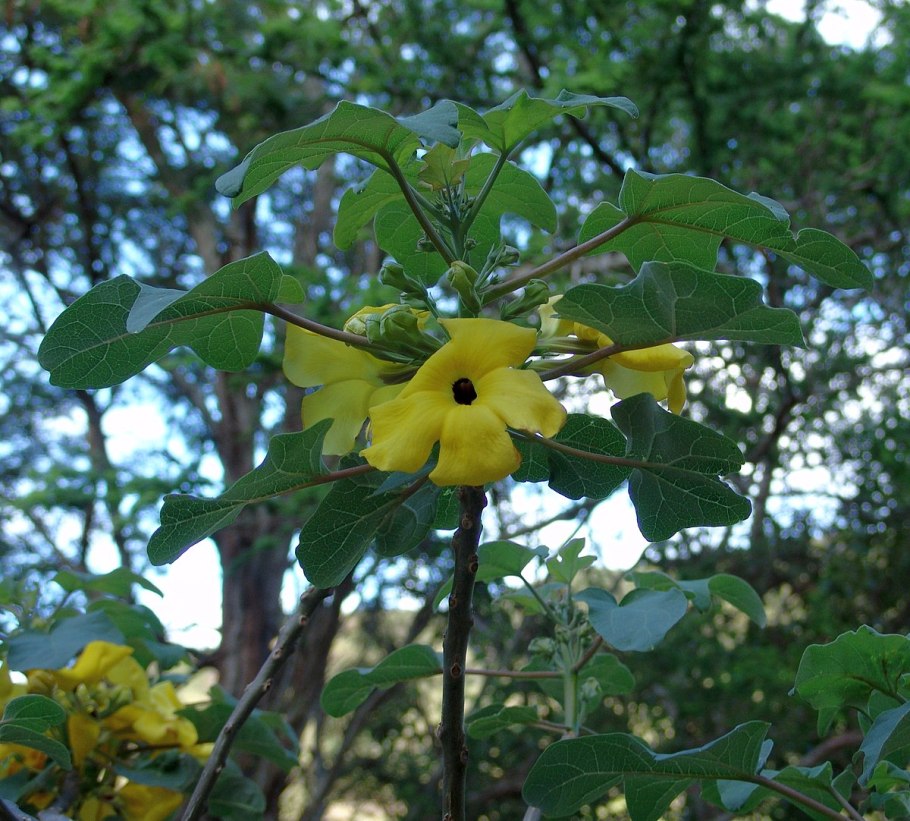 Ункарина растение фото