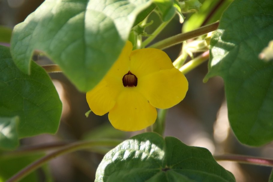 Uncarina roeoesliana - Ункарина Реослина