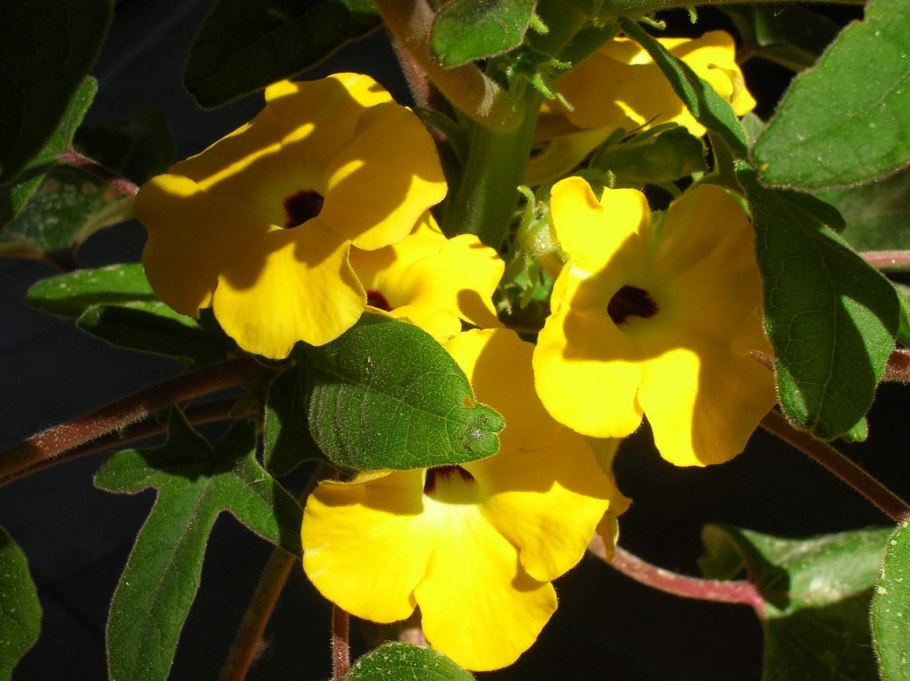 Uncarina roeoesliana (Ункарина)