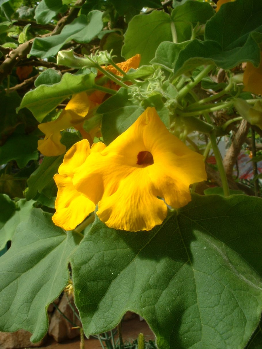 Uncarina roeoesliana
