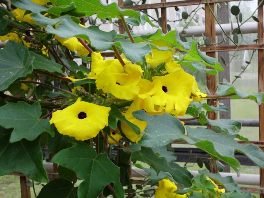 Дорстения Криспа из семян