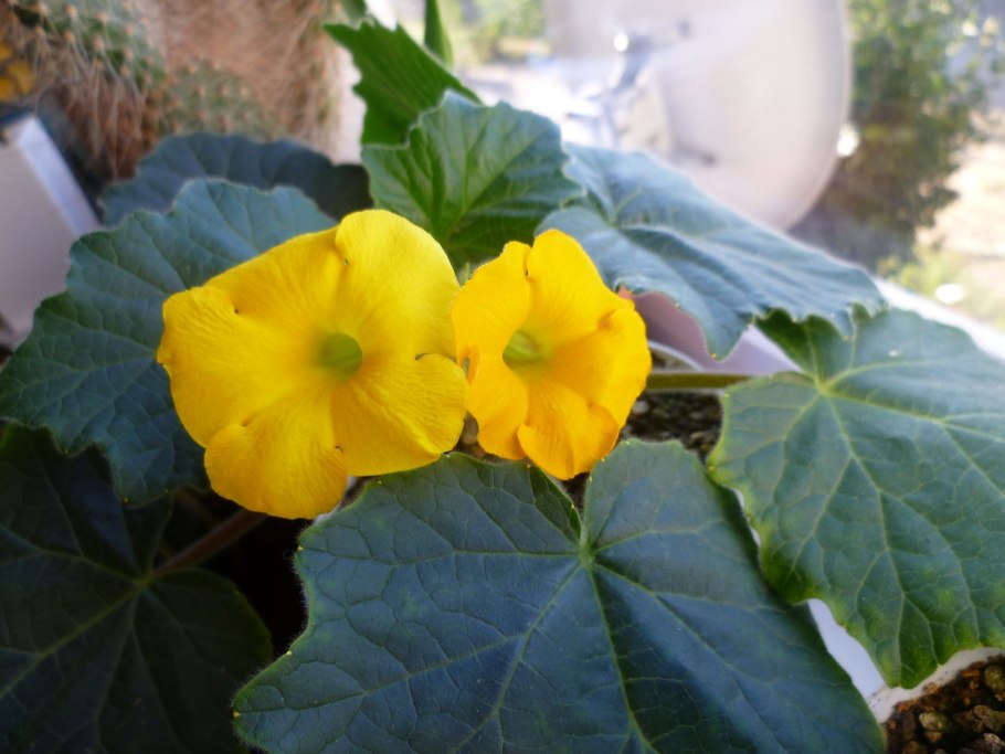 Ункарина Леандри