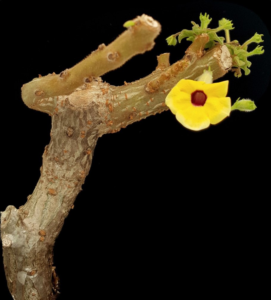 Uncarina roeoesliana