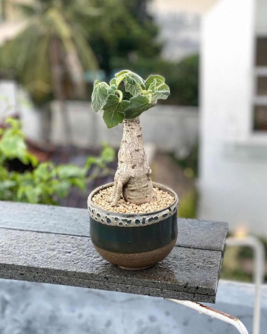 Uncarina roeoesliana