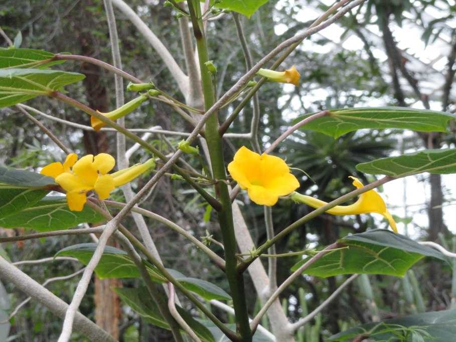 Allamanda cathartica