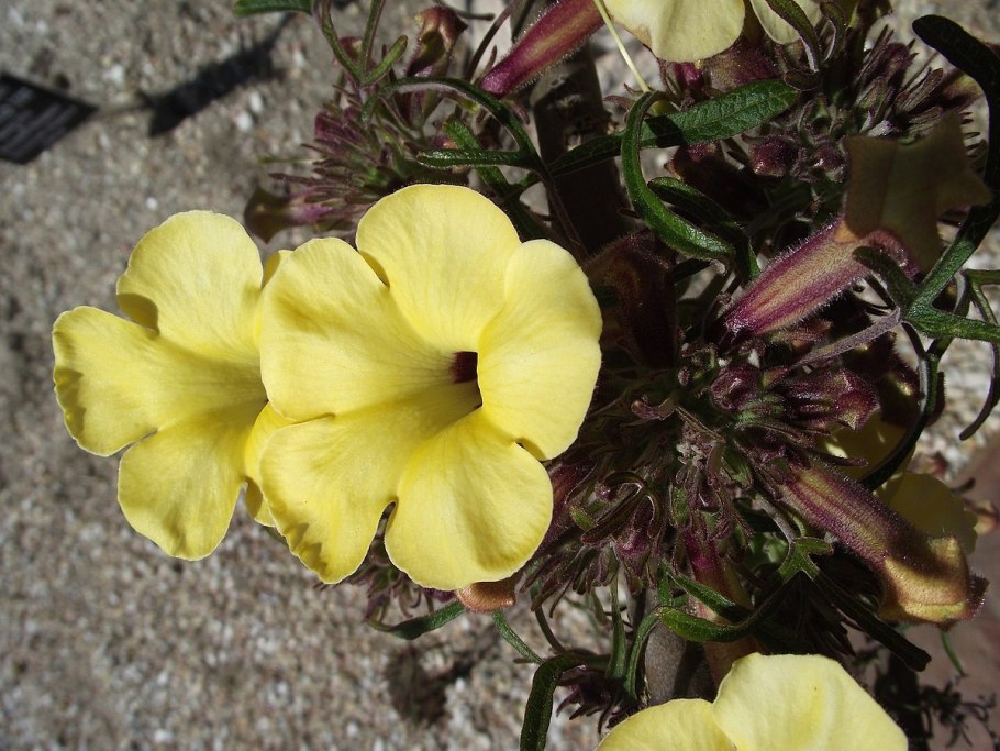 Ункарина Грандидье