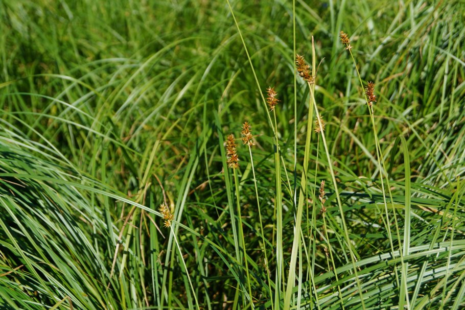 Осока Арнелла (Carex arnellii)