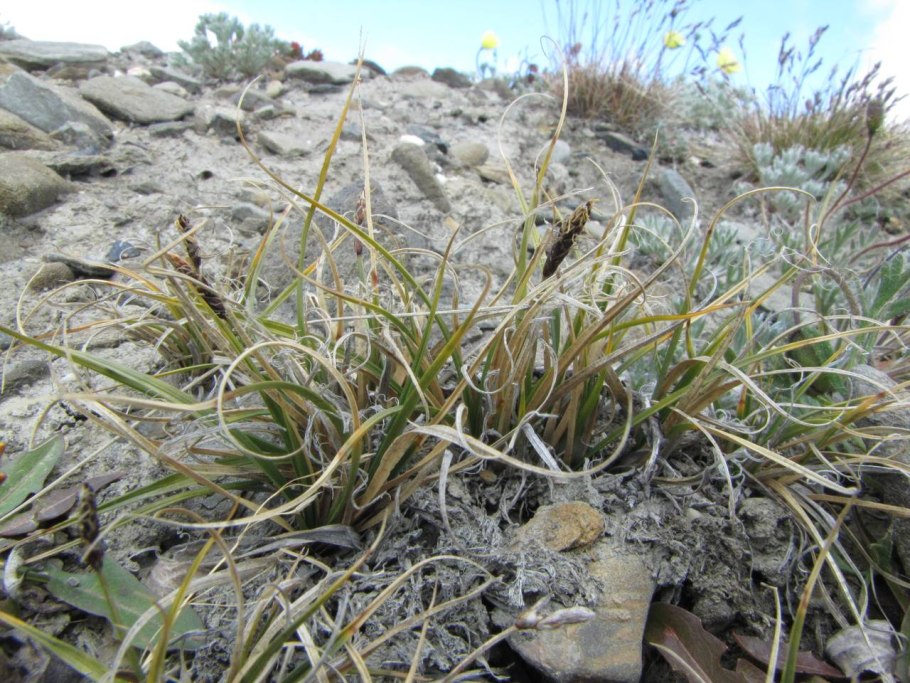 Carex rupestris