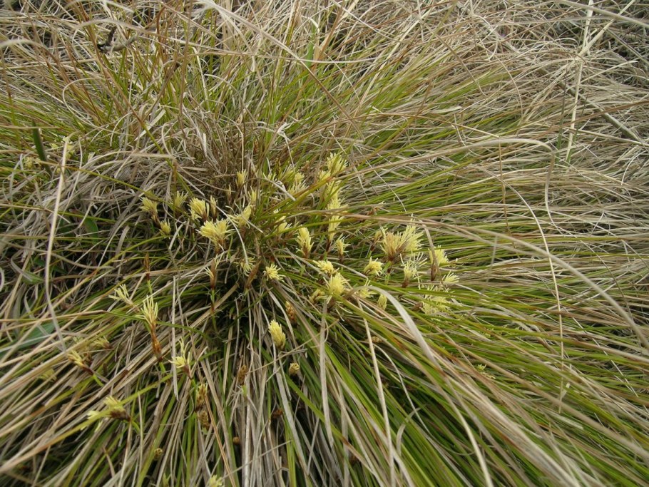 Осока низкая (Carex humilis)