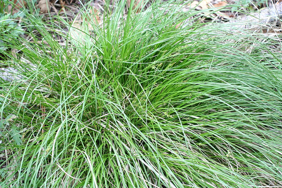 Carex leporina l.