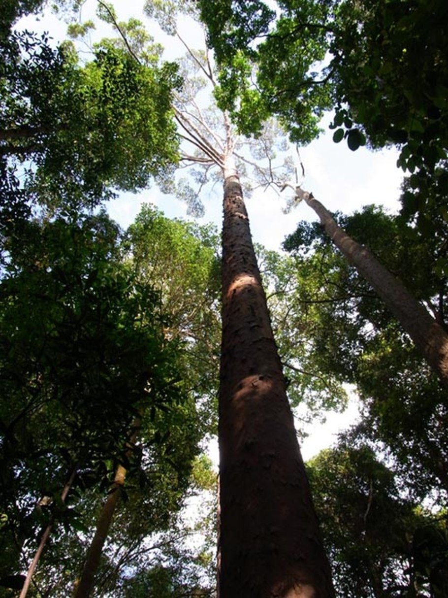 Dipterocarpus lamellatus