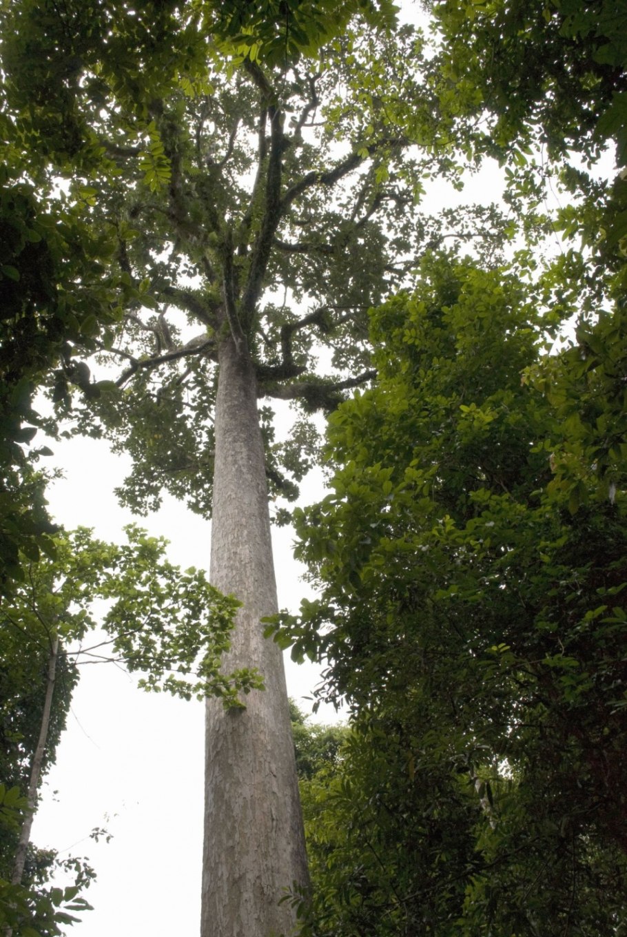 Диптерокарповые леса