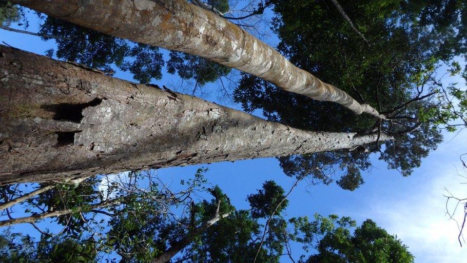 Dipterocarpus turbinatus