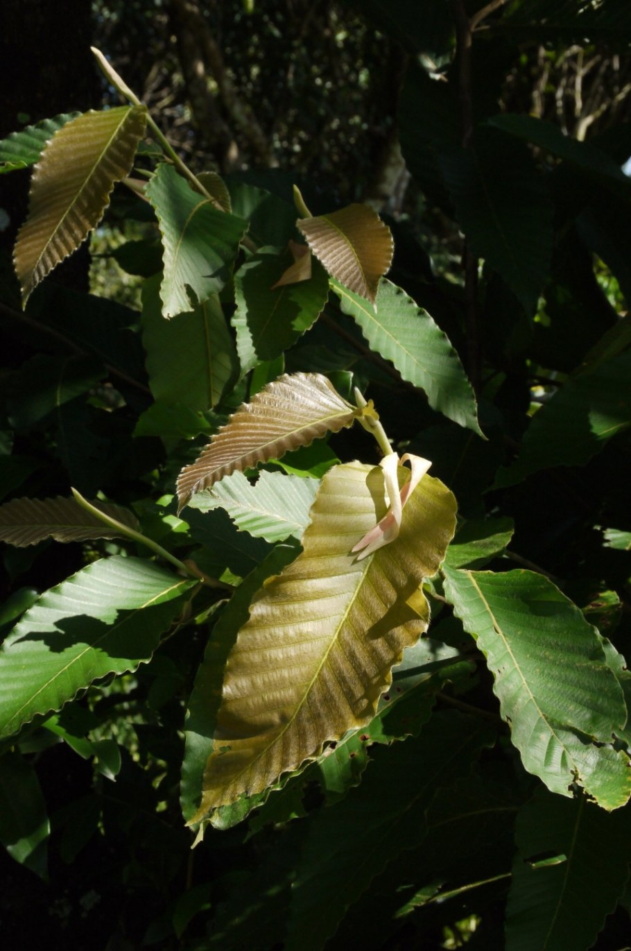 Dipterocarpus lamellatus