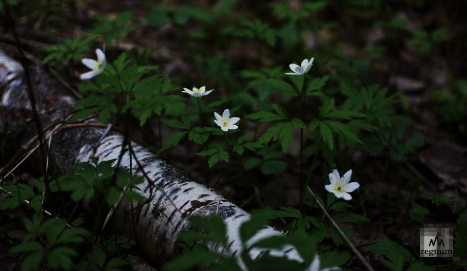 Ветреница Майская Дикая