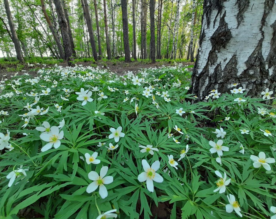 Ветреница липсиенсис