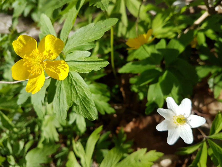 Ветреница в лесу