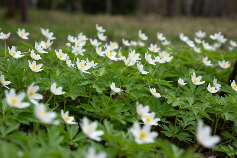 Ветреница Дубравная "viridescens" Anemone nemorosa "viridescens"