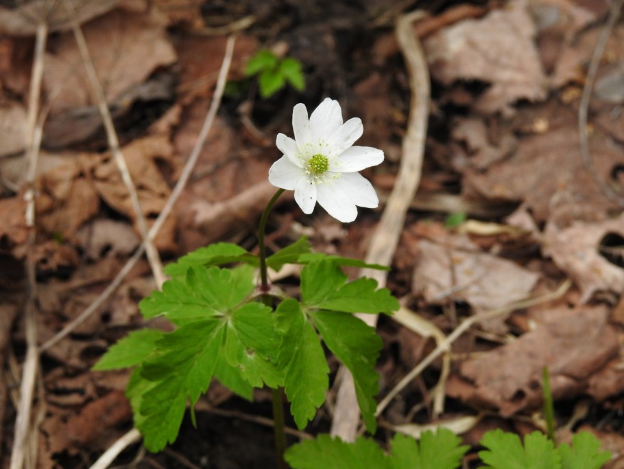 Подснежники ветреница