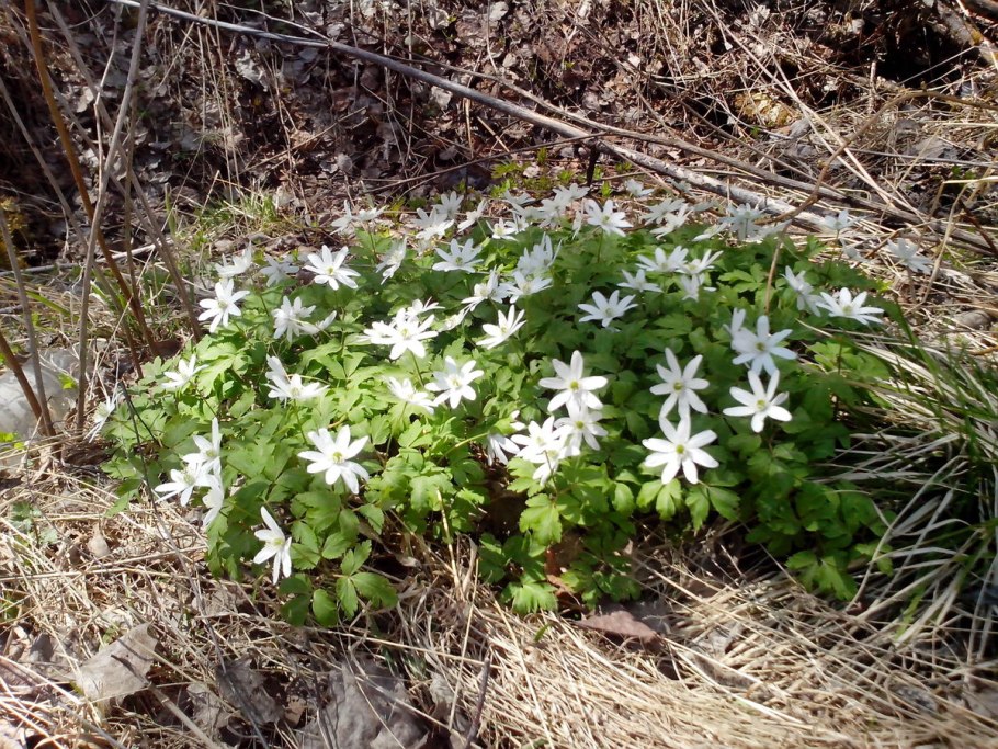 Анемона Дубравная “allenii”